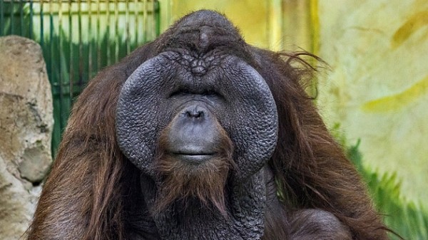 В новосибирском зоопарке отметили день рождения орангутанга Бату