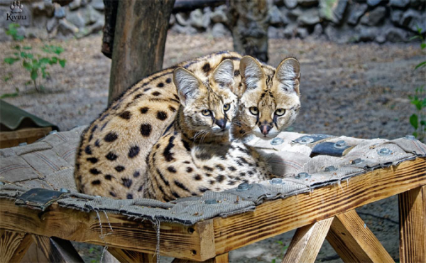 Гамакам очень обрадовались питомцы Новосибирского зоопарка Гамакам очень обрадовались питомцы Новосибирского зоопарка