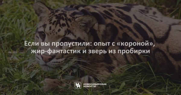 Если вы пропустили: опыт с «короной», жир-фантастик и зверь из пробирки