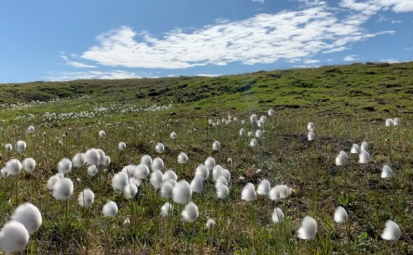 Операция «Моржовка» - как волонтеры очищают от мусора берег Ледовитого океана Операция «Моржовка» - как волонтеры очищают от мусора берег Ледовитого океана