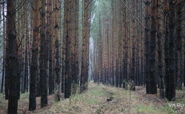 Утверждена дорожная карта придания Караканскому бору природоохранного статуса