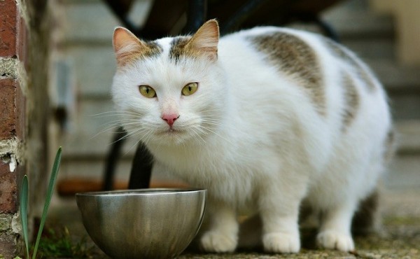 Чем можно и нельзя кормить кошек &ndash; правда и мифы