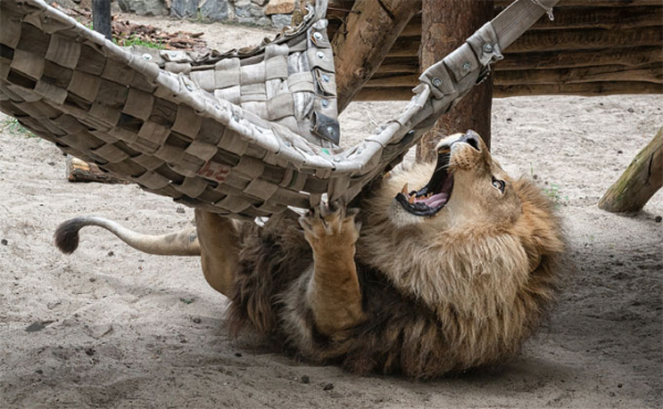 Гамакам очень обрадовались питомцы Новосибирского зоопарка Гамакам очень обрадовались питомцы Новосибирского зоопарка