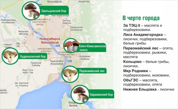 Карта грибных мест Новосибирской области в августе 2020 Карта грибных мест Новосибирской области в августе 2020