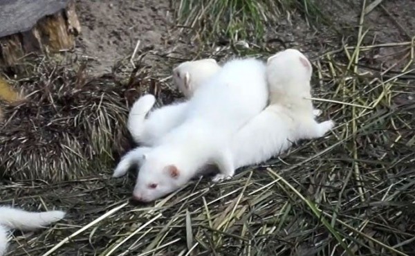 Белоснежных фурят показали в зоопарке Белоснежных фурят показали в зоопарке