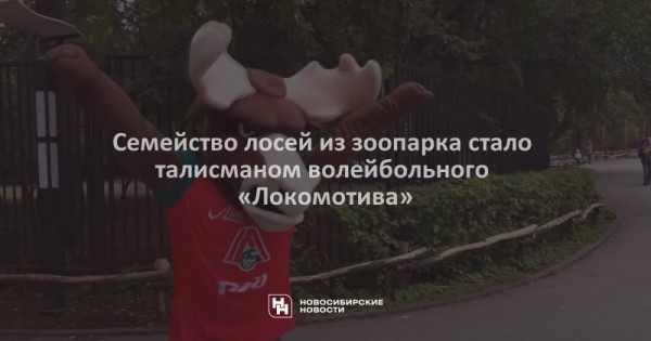 Семейство лосей из зоопарка стало талисманом волейбольного «Локомотива» Семейство лосей из зоопарка стало талисманом волейбольного «Локомотива»