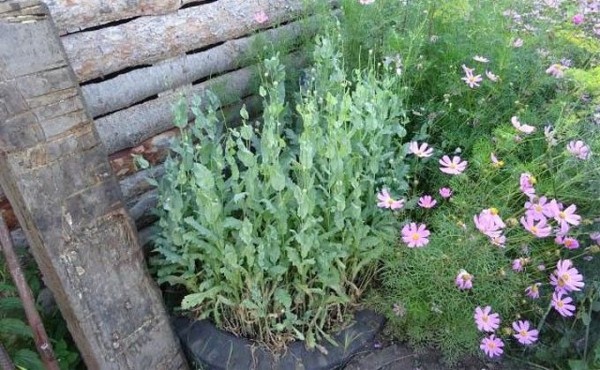 За 167 кустов мака в огороде ответит садовод из Татарска