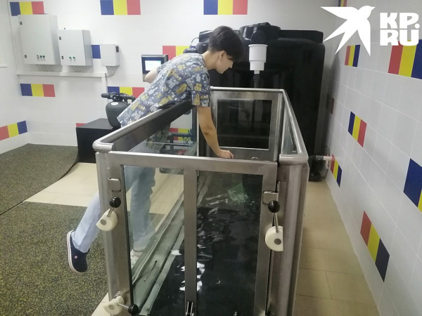 Я худею! В Новосибирске появился фитнес для толстых котов &mdash; восьмикилограммовый Ляля стал первым клиентом