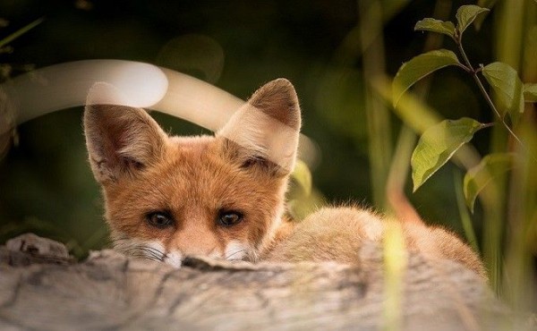 &laquo;Порвали 25 гусей&raquo;: массовое нашествие хищников в Кочковском районе