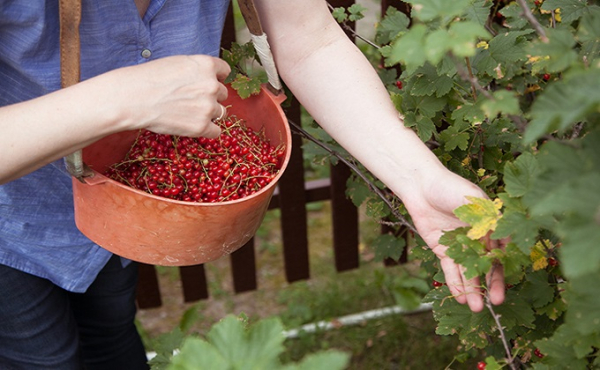 «Иногда гуляют так, что страшно всем»: что злит дачников летом 2020 «Иногда гуляют так, что страшно всем»: что злит дачников летом 2020