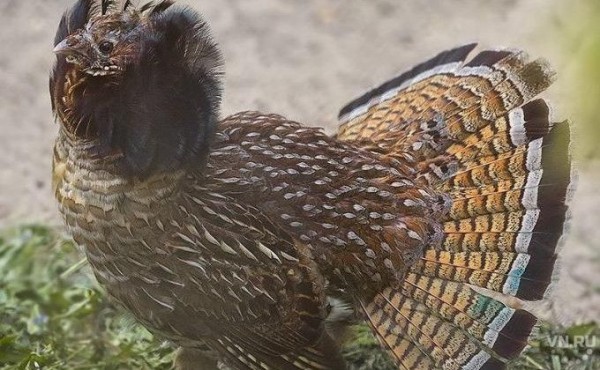 Азиатских дикуш выпустили на свободу в Маслянинском районе Азиатских дикуш выпустили на свободу в Маслянинском районе