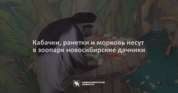 Кабачки, ранетки и&nbsp;морковь несут в&nbsp;зоопарк новосибирские дачники