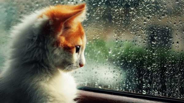 Жителей Новосибирска ожидает дождливая неделя Жителей Новосибирска ожидает дождливая неделя