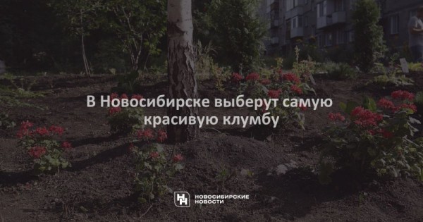 В Новосибирске выберут самую красивую клумбу В Новосибирске выберут самую красивую клумбу