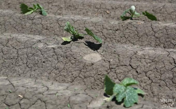 Треть всех посевов пострадала от засухи в Новосибирской области