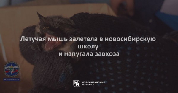 Летучая мышь залетела в новосибирскую школу и напугала завхоза Летучая мышь залетела в новосибирскую школу и напугала завхоза