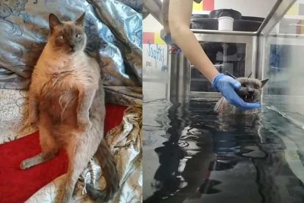 Я худею! В Новосибирске появился фитнес для толстых котов &mdash; восьмикилограммовый Ляля стал первым клиентом