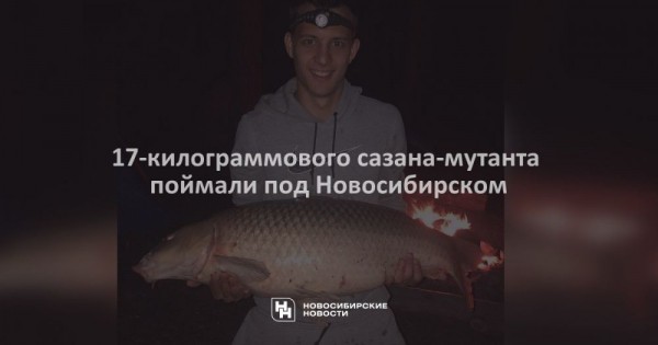 17-килограммового сазана-мутанта поймали под Новосибирском