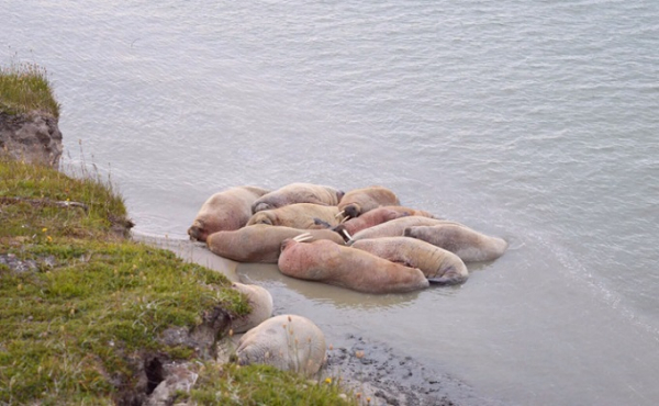 Операция «Моржовка» - как волонтеры очищают от мусора берег Ледовитого океана Операция «Моржовка» - как волонтеры очищают от мусора берег Ледовитого океана