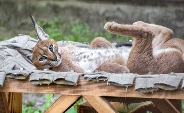 Гамакам очень обрадовались питомцы Новосибирского зоопарка Гамакам очень обрадовались питомцы Новосибирского зоопарка