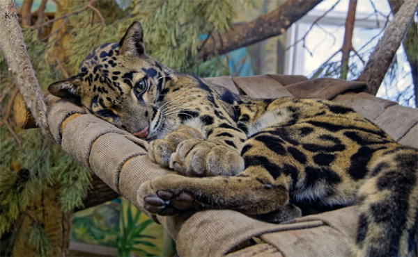 Гамакам очень обрадовались питомцы Новосибирского зоопарка Гамакам очень обрадовались питомцы Новосибирского зоопарка