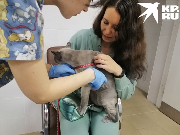 Я худею! В Новосибирске появился фитнес для толстых котов &mdash; восьмикилограммовый Ляля стал первым клиентом