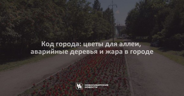 Код города: цветы для аллеи, аварийные деревья и&nbsp;жара в&nbsp;городе