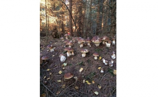 Карта грибных мест Новосибирской области в августе 2020 Карта грибных мест Новосибирской области в августе 2020