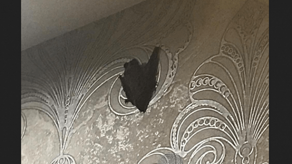 Новосибирца разбудил залетевший в квартиру ночной гость