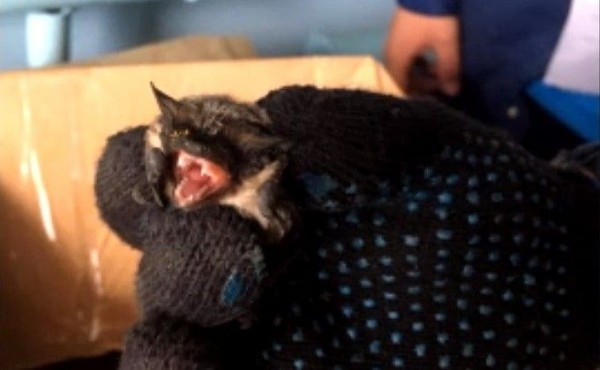 Летучая мышь напугала завхоза школы в Новосибирске Летучая мышь напугала завхоза школы в Новосибирске