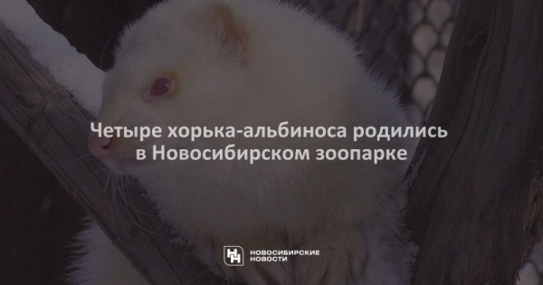 Четыре хорька-альбиноса родились в Новосибирском зоопарке