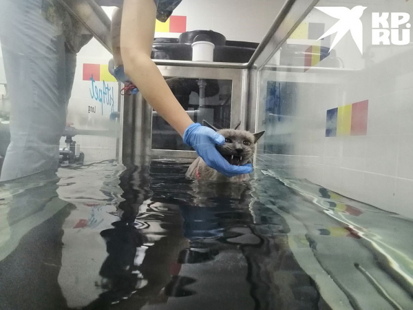 Я худею! В Новосибирске появился фитнес для толстых котов &mdash; восьмикилограммовый Ляля стал первым клиентом