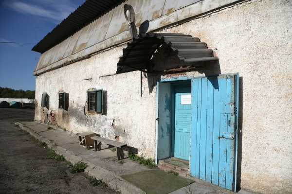 Сколько бродячих собак реально возвращают обратно на улицы: первые итоги эксперимента