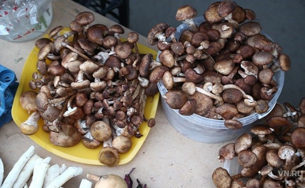 Ведро за 15 минут: безумие опят в сентябре-2020 под Новосибирском