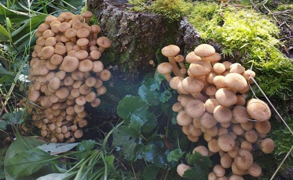 Ведро за 15 минут: безумие опят в сентябре-2020 под Новосибирском