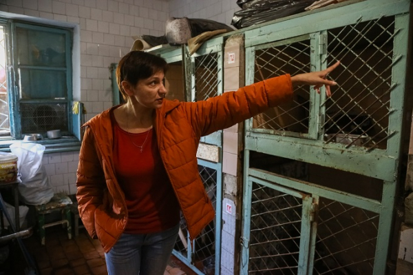 Сколько бродячих собак реально возвращают обратно на улицы: первые итоги эксперимента