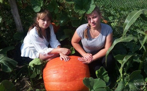 Тыкву весом с балерину вырастили школьницы Купинского района