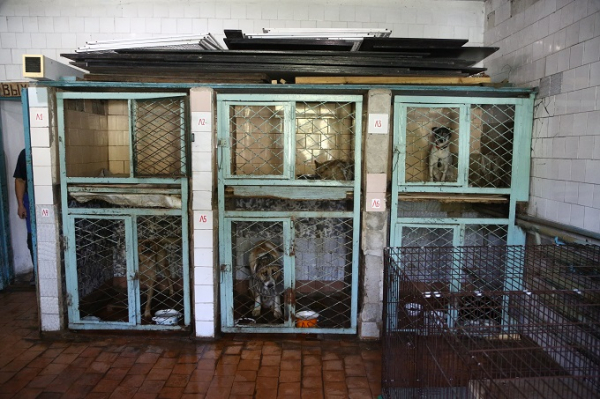 Сколько бродячих собак реально возвращают обратно на улицы: первые итоги эксперимента