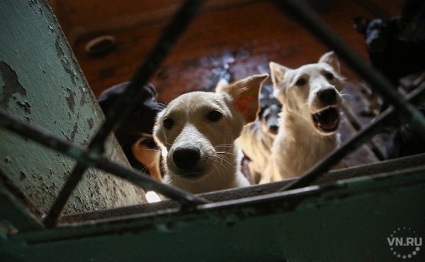 Сколько бродячих собак реально возвращают обратно на улицы: первые итоги эксперимента