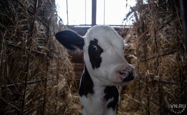 Коров запретили держать жителям Бердска Коров запретили держать жителям Бердска