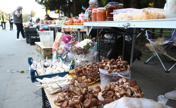 Ведро за 15 минут: безумие опят в сентябре-2020 под Новосибирском