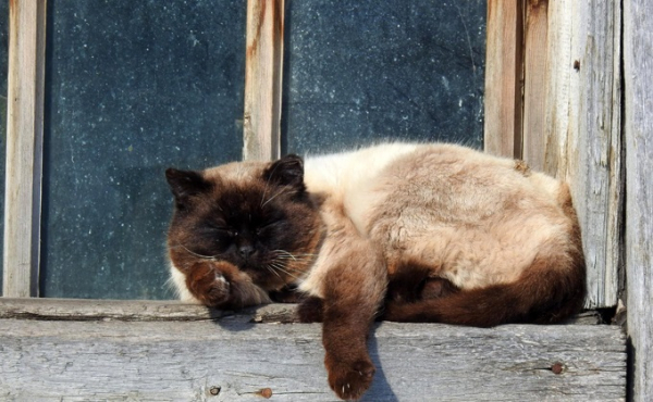 Краснозерский район: лучшие фото Данилы Черкалина Краснозерский район: лучшие фото Данилы Черкалина