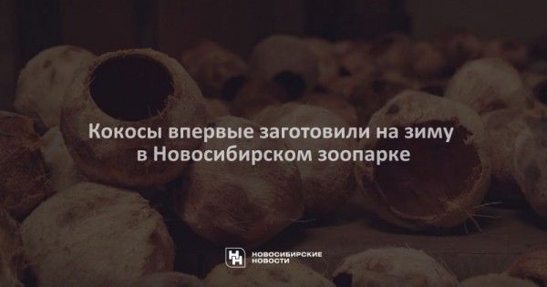 Кокосы впервые заготовили на зиму в Новосибирском зоопарке Кокосы впервые заготовили на зиму в Новосибирском зоопарке