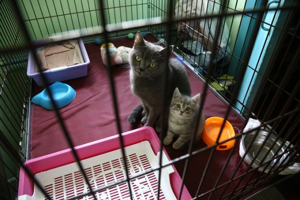 Сколько бродячих собак реально возвращают обратно на улицы: первые итоги эксперимента