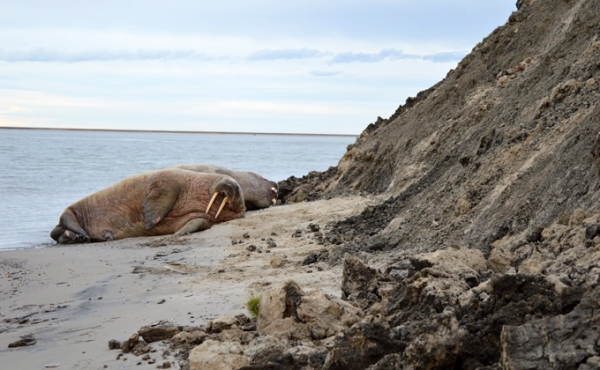 Краснозерский район: лучшие фото Данилы Черкалина Краснозерский район: лучшие фото Данилы Черкалина