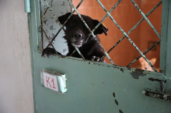 Сколько бродячих собак реально возвращают обратно на улицы: первые итоги эксперимента