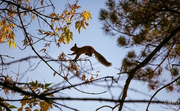Живодер - истребитель белок объявился в Академгородке Живодер - истребитель белок объявился в Академгородке