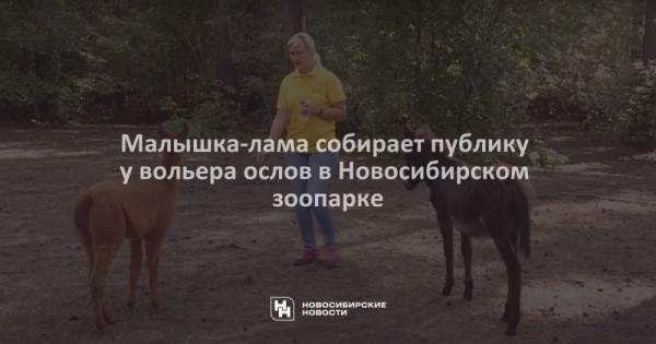 Малышка-лама собирает публику у&nbsp;вольера ослов в&nbsp;Новосибирском зоопарке