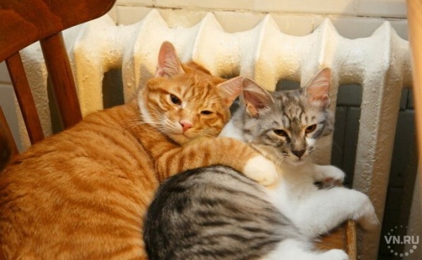 Полный график подачи отопления-2020 на всех улицах в Новосибирске Полный график подачи отопления-2020 на всех улицах в Новосибирске