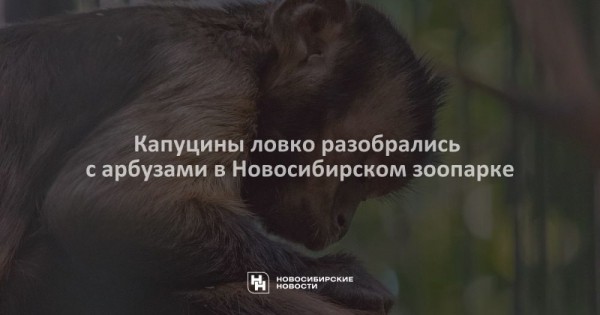 Капуцины ловко разобрались с&nbsp;арбузами в&nbsp;Новосибирском зоопарке